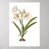 Amaryllis picta poster (Vorne)