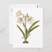 Amaryllis picta postkarte (Vorne/Hinten)