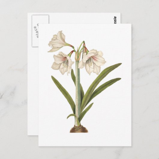 Amaryllis picta postkarte (Vorne/Hinten)