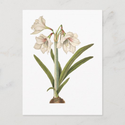 Amaryllis picta postkarte (Vorderseite)