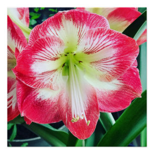 Amaryllis pinkfarbig, sanfte Blume Poster