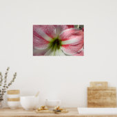 Amaryllis Poster (Küche)