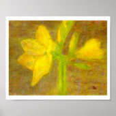 Amaryllis, Poster (Vorne)