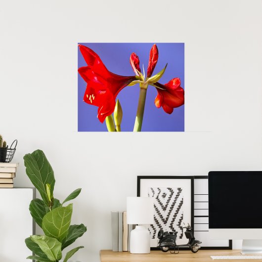 Amaryllis Poster (Heimbüro)