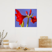 Amaryllis Poster (Küche)