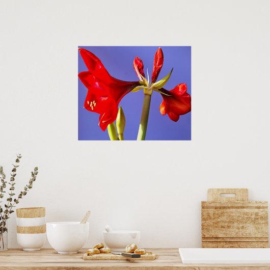 Amaryllis Poster (Küche)