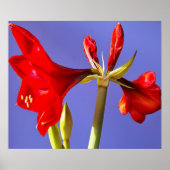 Amaryllis Poster (Vorne)