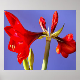 Amaryllis Poster
