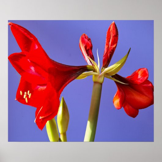 Amaryllis Poster (Vorne)