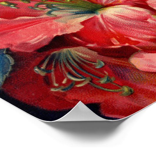 Amaryllis Poster (Ecke)