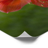 Amaryllis Poster (Ecke)