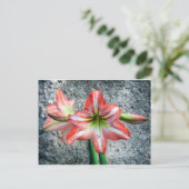 Amaryllis Postkarte (Stehend Vorderseite)