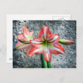Amaryllis Postkarte (Vorne/Hinten)