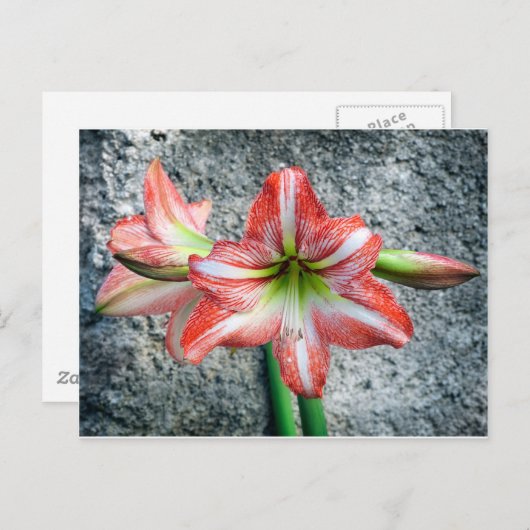 Amaryllis Postkarte (Vorne/Hinten)