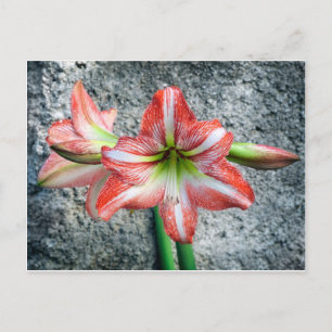 Amaryllis Postkarte