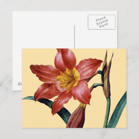 Amaryllis Postkarte (Vorne/Hinten)