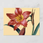Amaryllis Postkarte (Vorderseite)