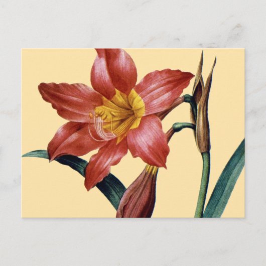 Amaryllis Postkarte (Vorderseite)