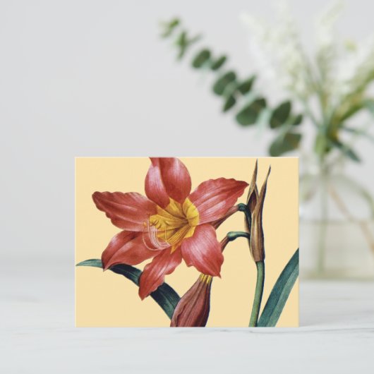 Amaryllis Postkarte (Stehend Vorderseite)