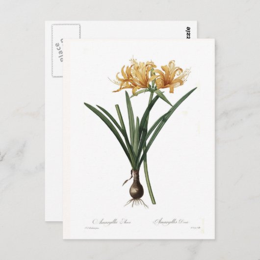 Amaryllis Postkarte (Vorne/Hinten)