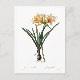 Amaryllis Postkarte