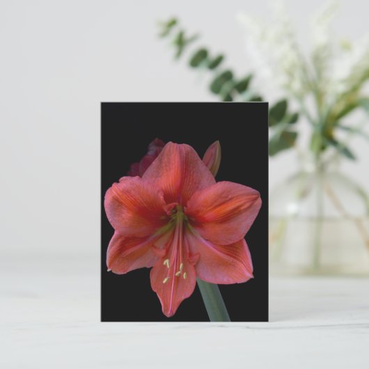 Amaryllis Postkarte (Stehend Vorderseite)