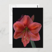 Amaryllis Postkarte (Vorne/Hinten)