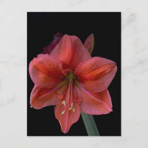 Amaryllis Postkarte
