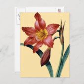 Amaryllis Postkarte (Vorne/Hinten)