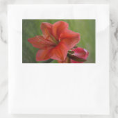 Amaryllis Rechteckiger Aufkleber (Tasche)
