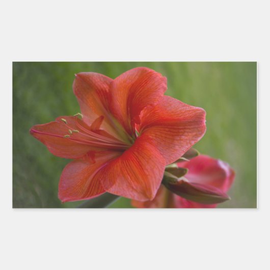 Amaryllis Rechteckiger Aufkleber (Vorderseite)