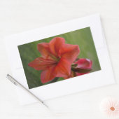 Amaryllis Rechteckiger Aufkleber (Umschlag)