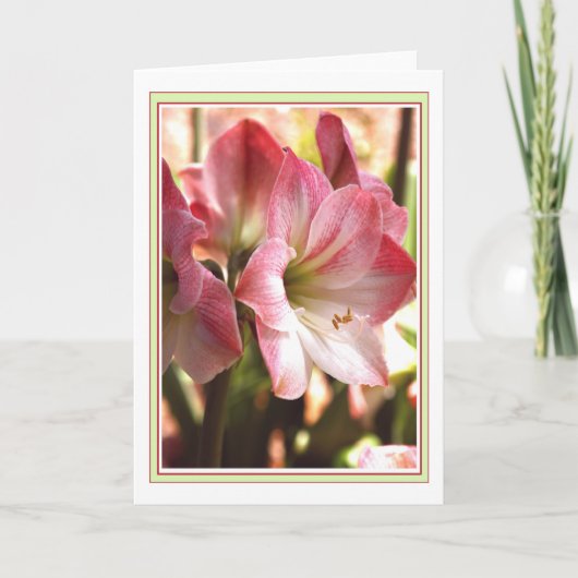 Amaryllis Red And White Blank Card Karte (Vorderseite)