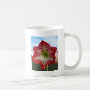 Amaryllis rot-weiß MegaStar Kaffeetasse
