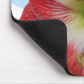 Amaryllis rot-weiß MegaStar Mousepad (Ecke)