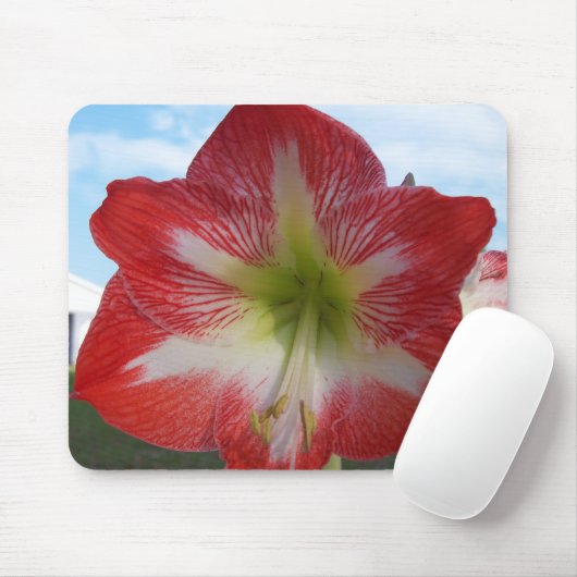 Amaryllis rot-weiß MegaStar Mousepad (Mit Mouse)