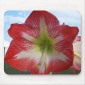 Amaryllis rot-weiß MegaStar Mousepad (Vorne)