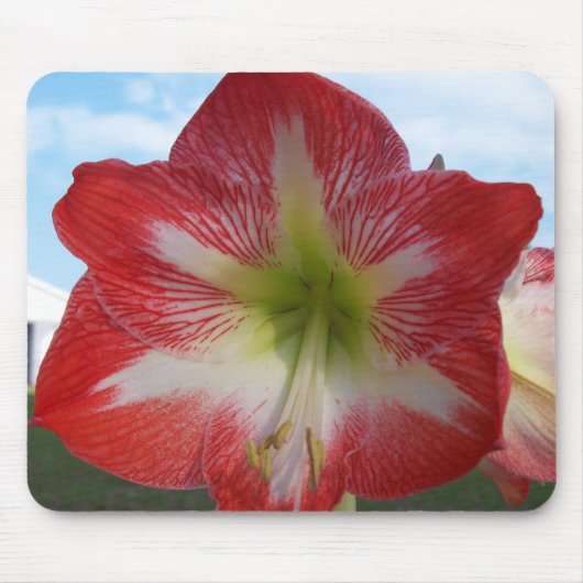 Amaryllis rot-weiß MegaStar Mousepad (Vorne)
