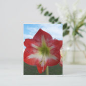 Amaryllis rot-weiß MegaStar Postkarte (Stehend Vorderseite)