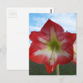 Amaryllis rot-weiß MegaStar Postkarte (Vorne/Hinten)