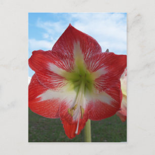 Amaryllis rot-weiß MegaStar Postkarte