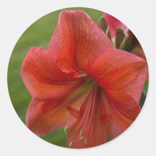 Amaryllis Runder Aufkleber