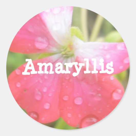 Amaryllis Runder Aufkleber (Vorderseite)