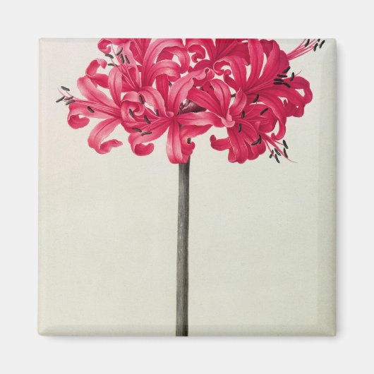 Amaryllis Sarniensis oder Narcissus Magnet (Vorne)