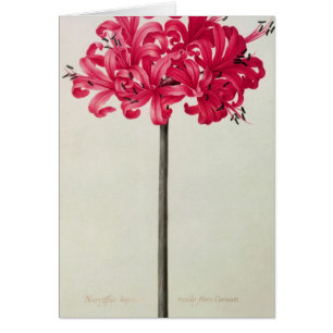 Amaryllis Sarniensis oder Narzisse