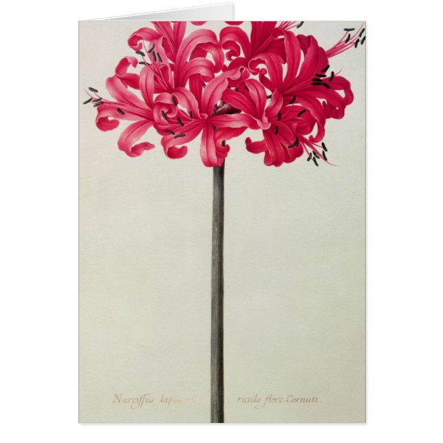 Amaryllis Sarniensis oder Narzisse (Vorne)