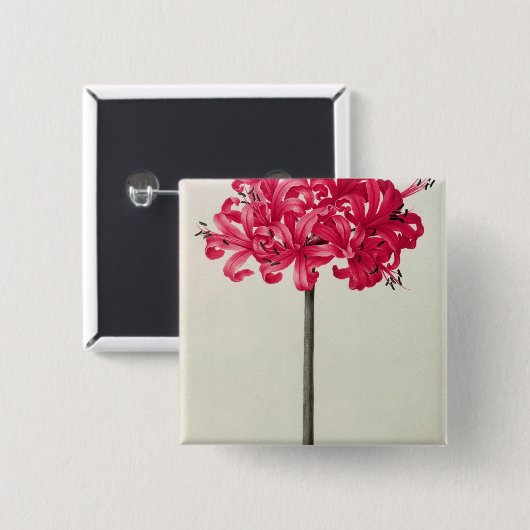 Amaryllis Sarniensis oder Narzisse Button (Vorne & Hinten)