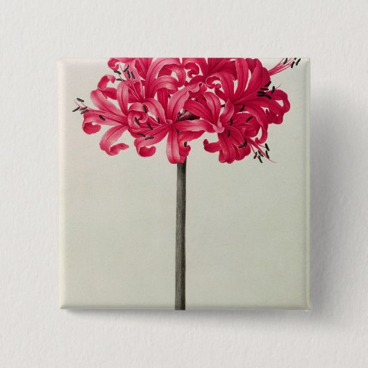 Amaryllis Sarniensis oder Narzisse Button (Vorderseite)