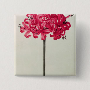 Amaryllis Sarniensis oder Narzisse Button