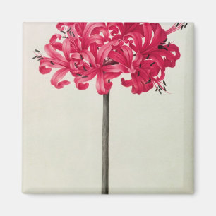 Amaryllis Sarniensis oder Narzisse Magnet